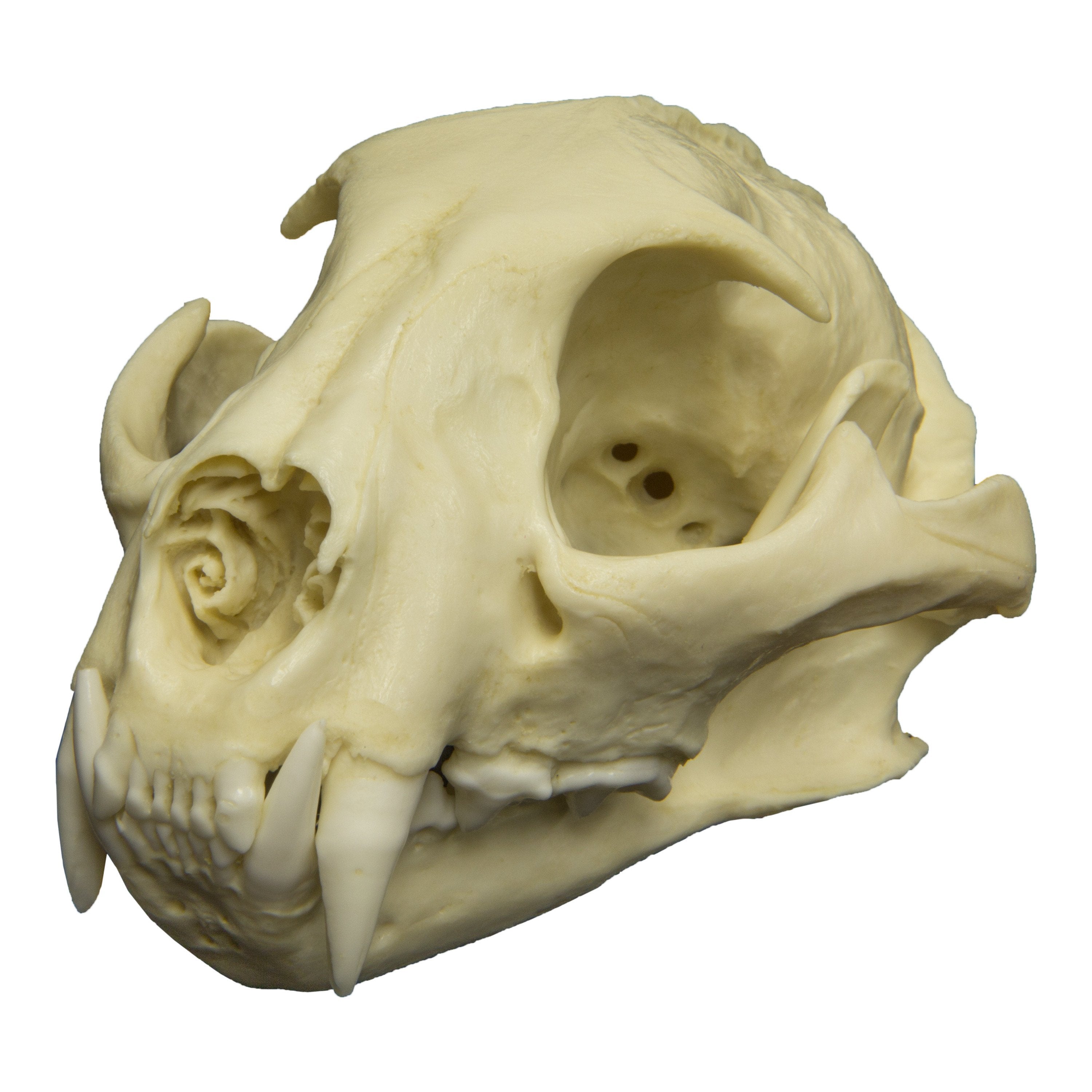 Authentic Replica Ocelot Skull - High-Quality Animal Skull Model for Home Decor, Halloween Props, and Educational Use