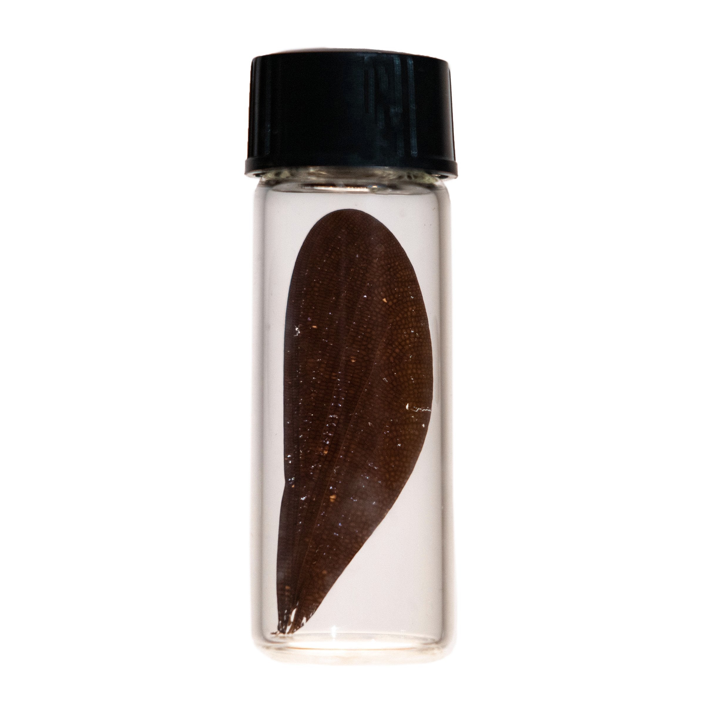 Real Preserved Blue Dragonfly Wing Specimen - Unique Collectible for Home Decor, Jewelry Making & Science Education