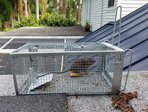 Humane Live Animal Chipmunk Trap - 1 Door Small Rodent Cage for Mice, Rats & Squirrels | Indoor & Outdoor Use | Perfect for Gardens, Farms & Home Pest Control