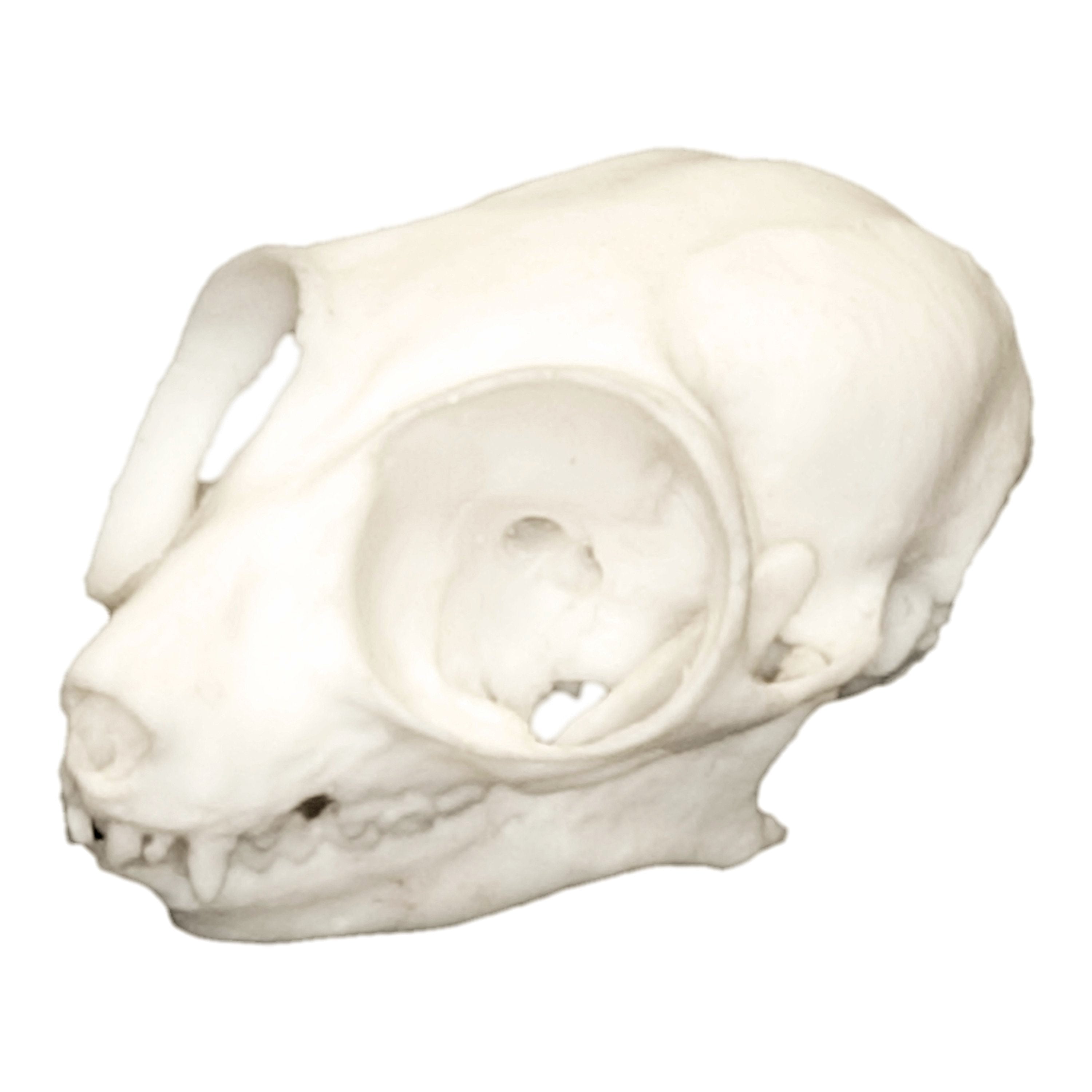 Authentic Replica Mouse Lemur Skull - High-Quality Primate Skull Model for Science Education, Biology Study & Home Decor