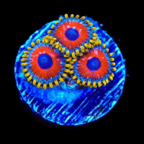 Premium Eagle Eye Zoanthids Coral for Saltwater Aquariums - Vibrant Coral for Reef Tanks & Marine Aquascaping