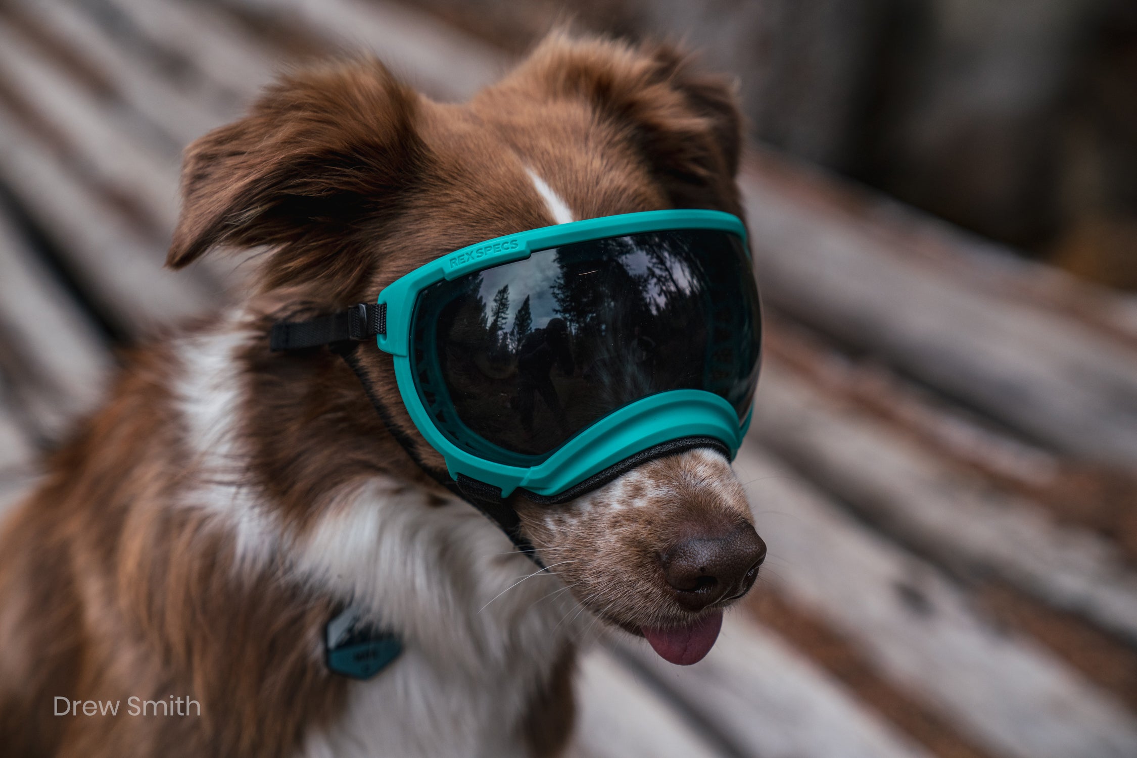 Rex Specs V2 Dog Goggles - Protective Eyewear for Medium Dogs 9-18 kg (18-40 lbs) - Perfect for Hiking, Running & Outdoor Adventures