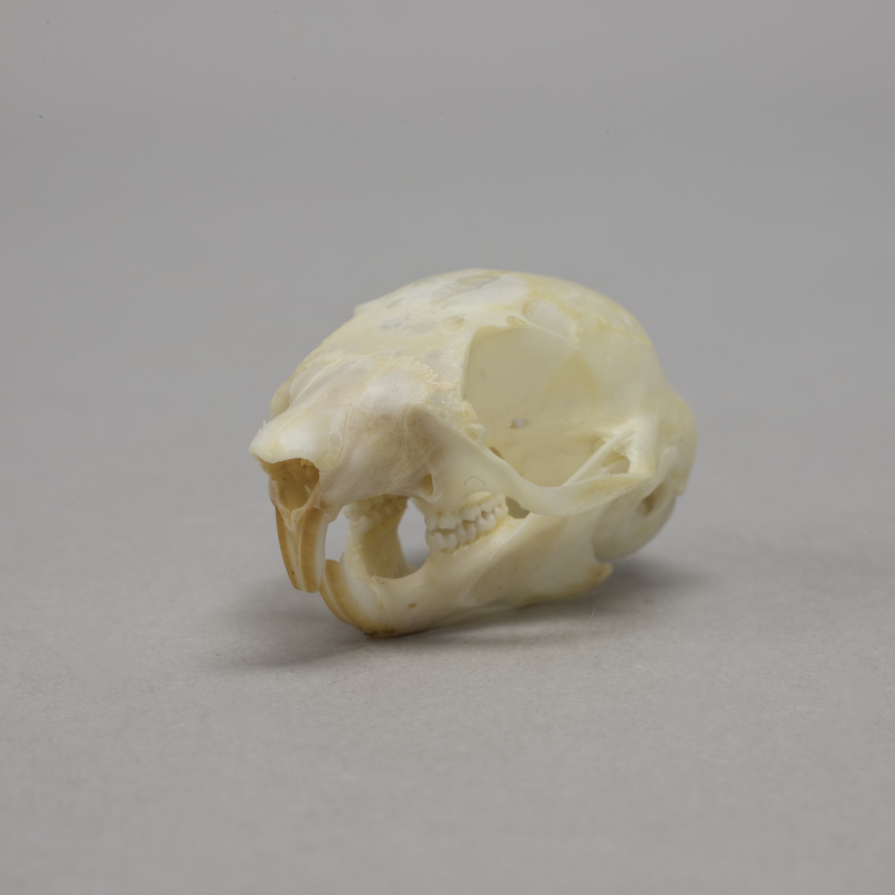Real Flying Squirrel Skeleton - Disarticulated Specimen for Science Education & Biology Study | Perfect for Classroom, Lab & Museum Display