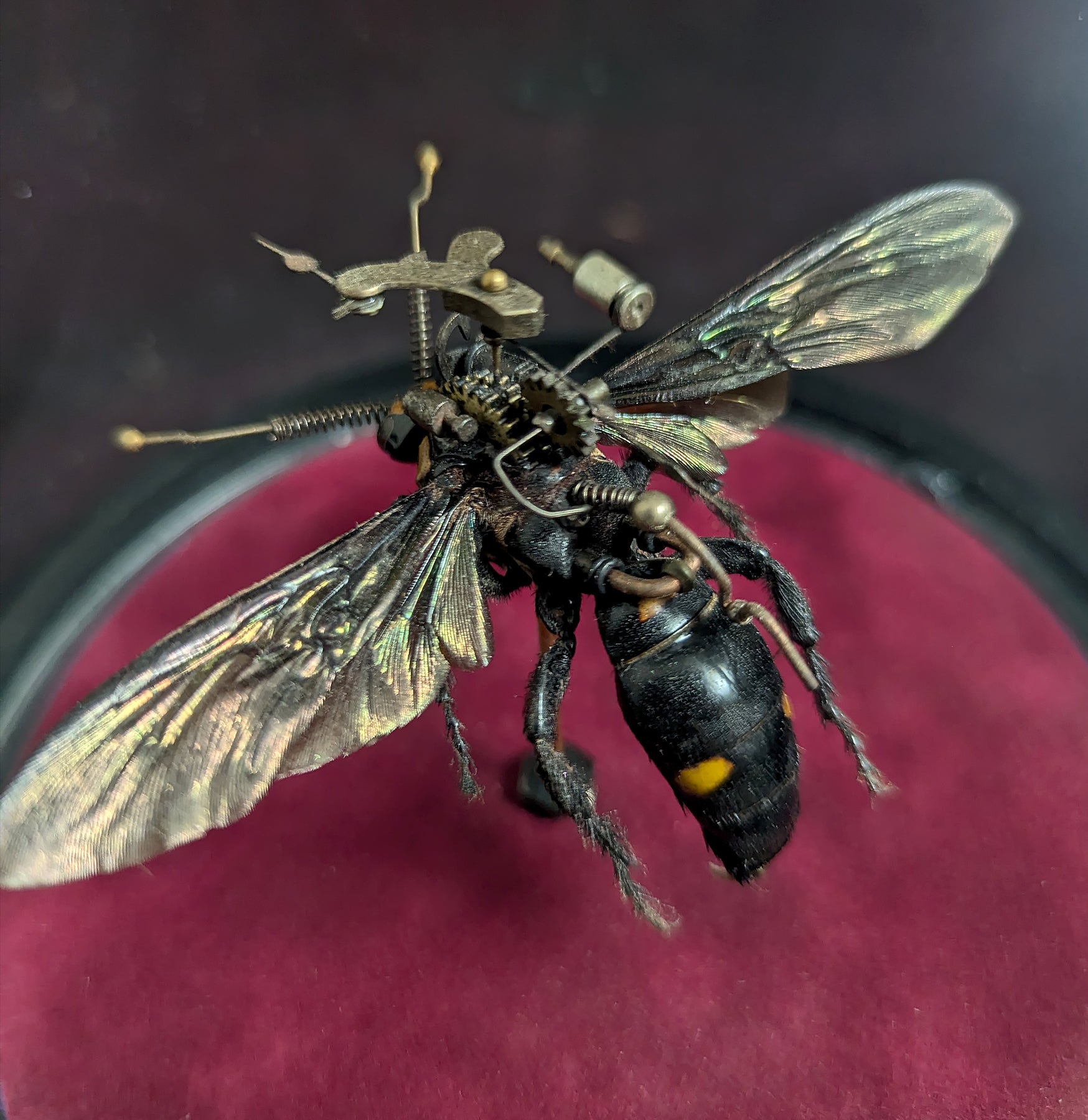 Clockwork Hymenoptera: Procer - Mechanical Insect Model Kit for STEM Education & Home Decor | Perfect for Science Projects, Collectors & Unique Gift Ideas