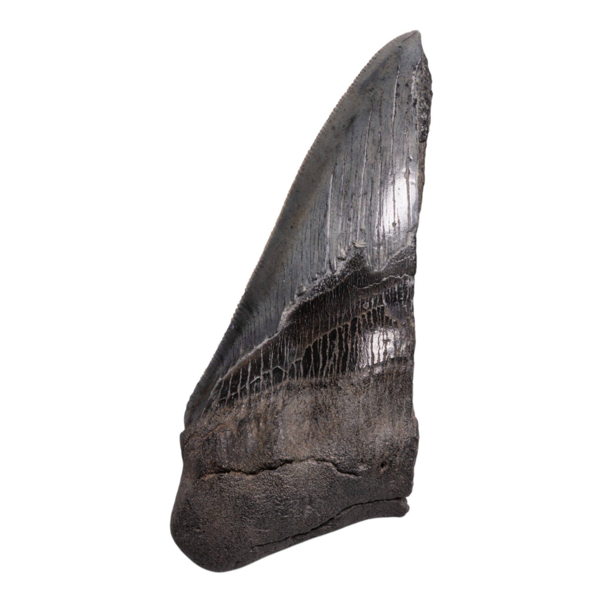 Authentic Megalodon Shark Tooth Fossil - Half Size - Perfect for Collectors, Jewelry Making & Educational Displays
