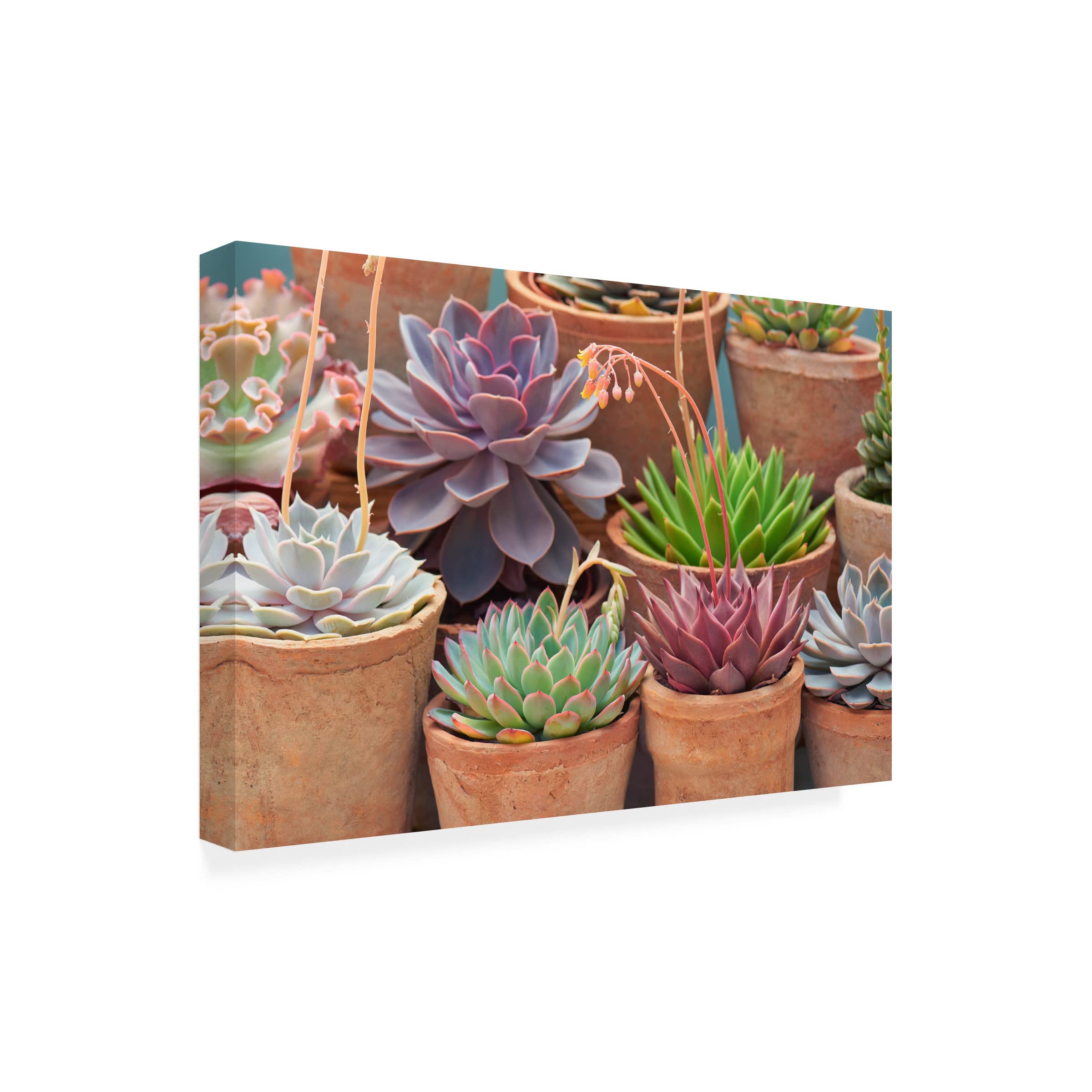 Trademark Fine Art 'Succulents in Terracotta Pots III' Canvas Wall Art Print by Cora Niele - Modern Home Decor for Living Room, Bedroom & Office