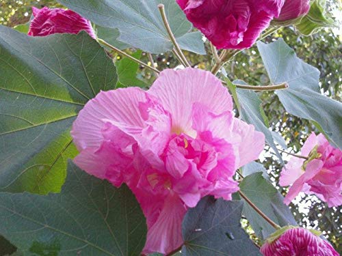 Confederate Rose Seeds - Double Pink Hibiscus Mutabilis (100 Seeds) - Beautiful & Hardy Perennial Flower for Gardens, Landscaping & Pollinator-Friendly Yards