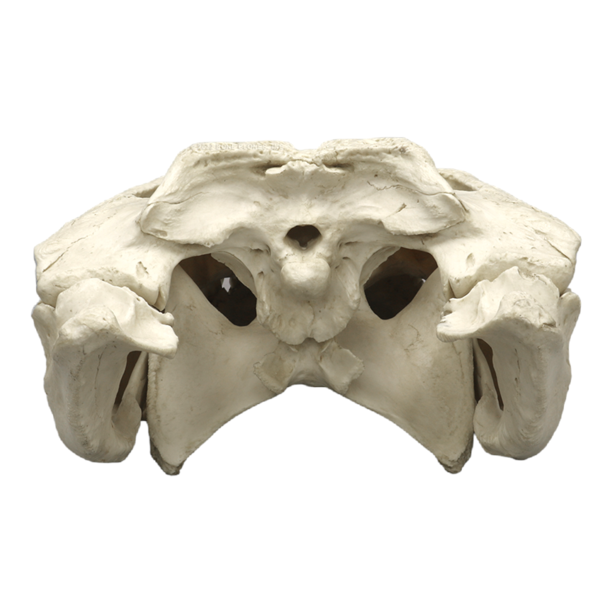 Authentic-Looking Replica American Alligator Skull - 29.5 Inches - Perfect for Home Decor, Halloween Props, and Educational Displays
