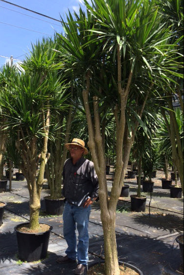 Dracaena 'Tarzan' Plant - 21