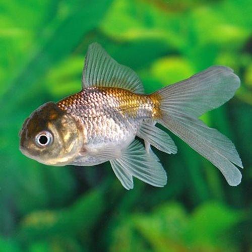 Blue Oranda Goldfish (Carassius auratus) - Premium Live Aquarium Fish for Home & Office Tanks