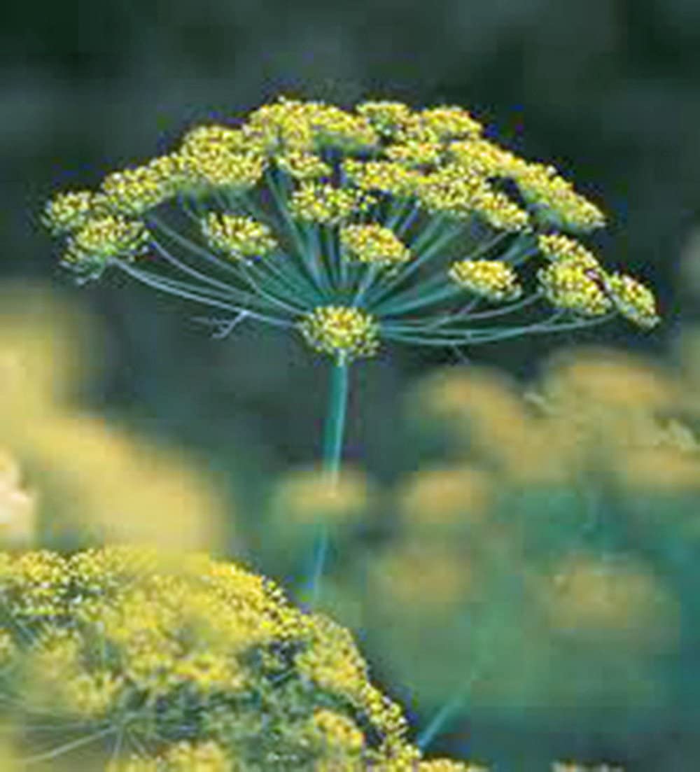 Organic Non-GMO Mammoth Long Island Heirloom Dill Seed - 25 Seeds for Fresh or Dried Herbs | Perfect for Pickling, Cooking & Home Gardening