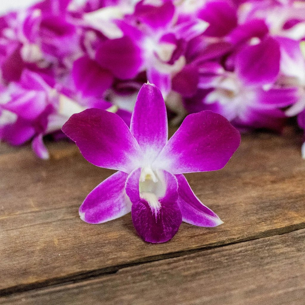 Bombay Loose Orchid Blooms - Premium Dried Orchid Flowers for Wedding Decor, Floral Arrangements & DIY Crafts