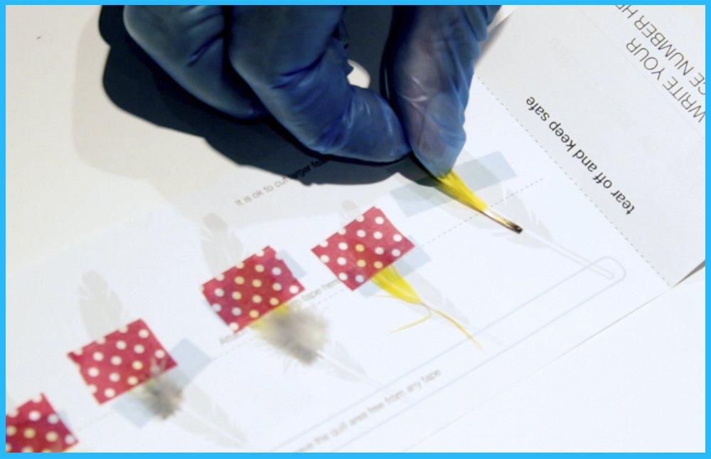 Parrot DNA Gender Test Kit - Accurate Bird Sexing for African Grey, Macaw, Cockatoo, Budgerigar, Lovebird & 300+ Psittacine Species | Avian DNA Testing & Gender Reveal | Perfect for Breeders, Pet Owners & Bird Enthusiasts