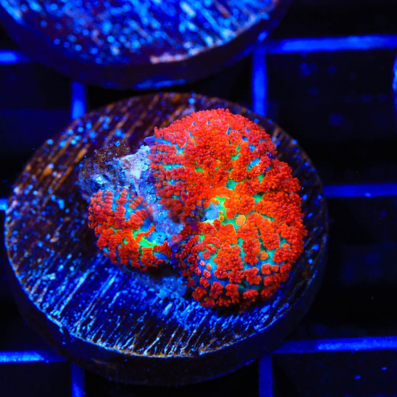 Premium Forest Fire Mushroom Coral for Saltwater Aquariums - Vibrant Orange & Red Coral for Reef Tanks & Marine Displays