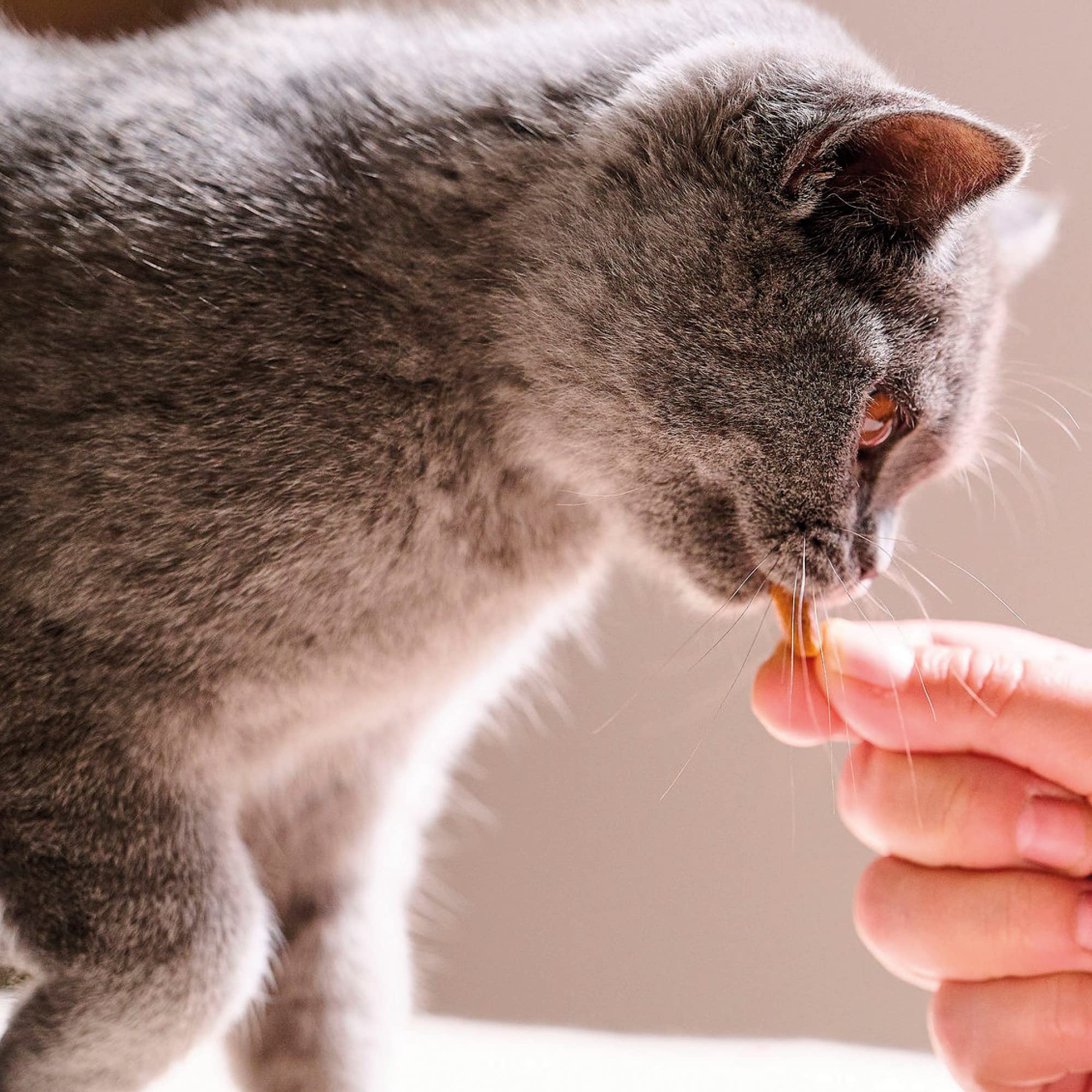 Beaphar Dental Easy Treats for Cats - Tasty Dental Care Snacks for Cleaner Teeth & Fresher Breath - 35g Pack - Perfect for Daily Oral Hygiene and Cat Training Rewards