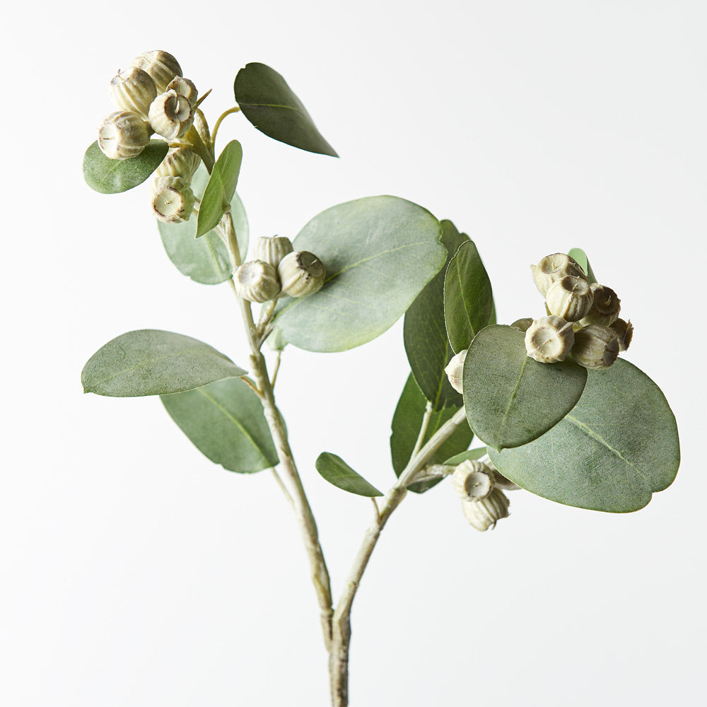 Premium Eucalyptus Tetragona (Green) - Fresh Cut Foliage for Floral Arrangements, Home Decor, and DIY Crafts