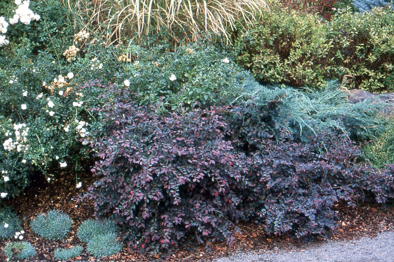 Loropetalum Plum Delight - 3 Large Gallon Size Chinese Fringe Flower Plants | Evergreen Flowering Shrub for Landscaping & Garden Borders