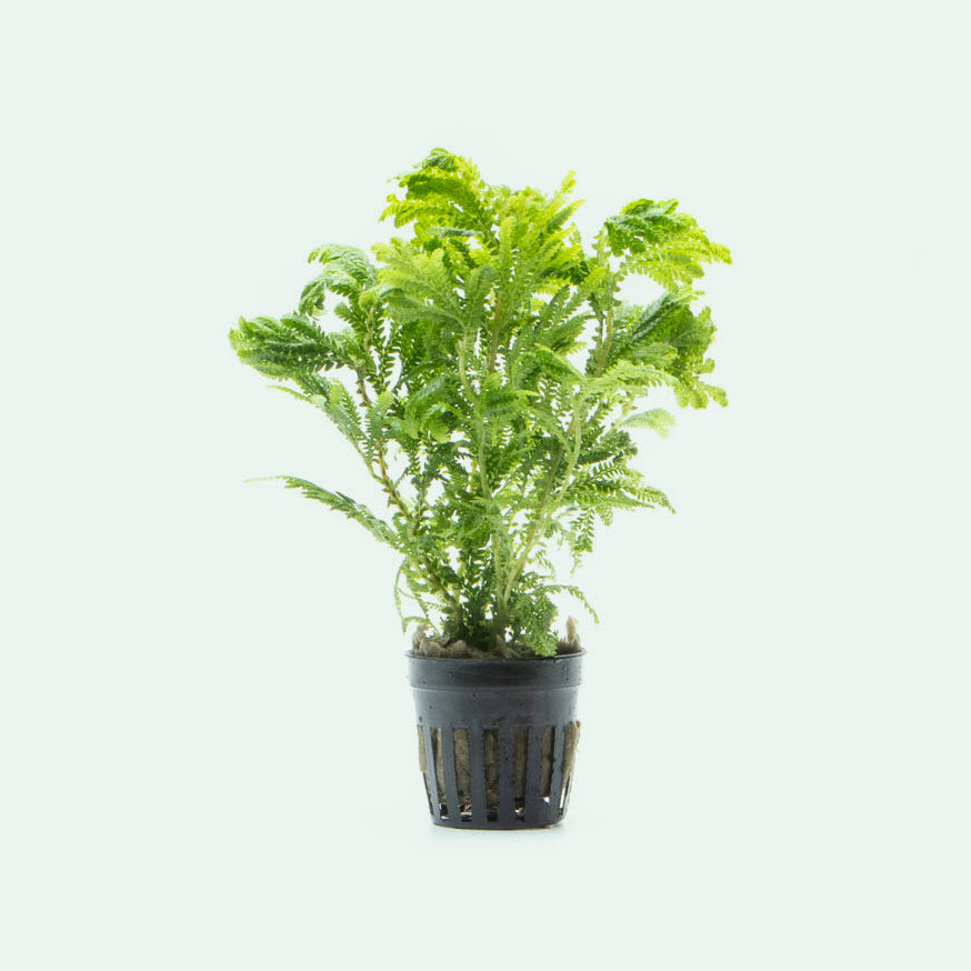 Selaginella Wallichi Fern - Exotic Indoor Plant for Home & Office Decor | Perfect for Terrariums, Fairy Gardens & Green Walls