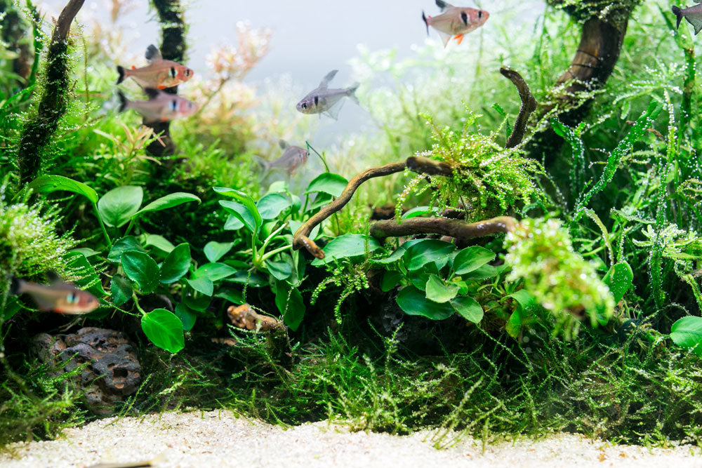 Aquario Neo Soil - Premium Planted Aquarium Substrate for Healthy Aquatic Plants | Ideal for Shrimp Tanks, Nano Aquariums & Planted Aquascapes