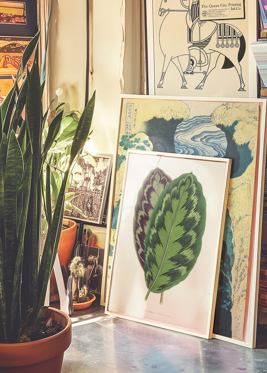 Calathea Veitchiana Leaf Botanical Art Print - Tropical Plant Wall Decor for Home, Office & Nursery - Perfect for Boho, Jungle & Nature-Themed Spaces