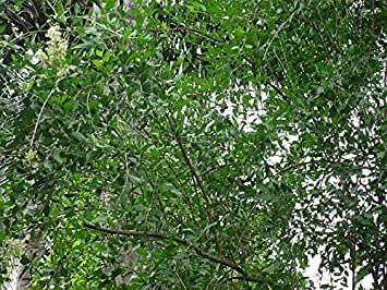 SelfLine Natural Mehndi Plant - Pack of 10 Kiwi Seeds for DIY Henna Tattoos, Organic Body Art & Home Gardening | Perfect for Weddings, Festivals & DIY Beauty Treatments