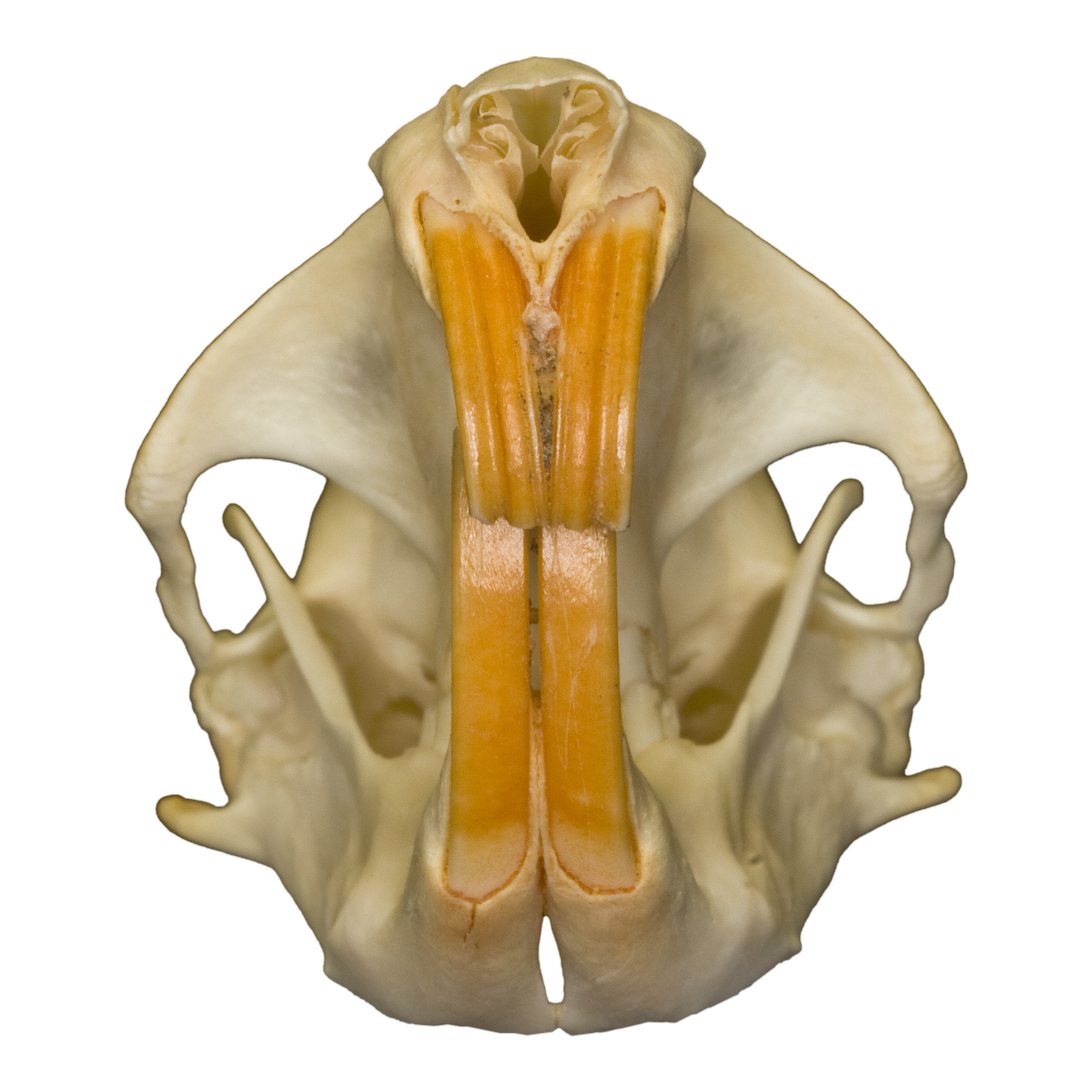 Authentic Pocket Gopher Skull Specimen - Taxidermy Oddity for Science Education, Gothic Decor & Unique Collector's Item - Perfect for Biology Classrooms, Cabinets of Curiosities & Dark Aesthetic Displays