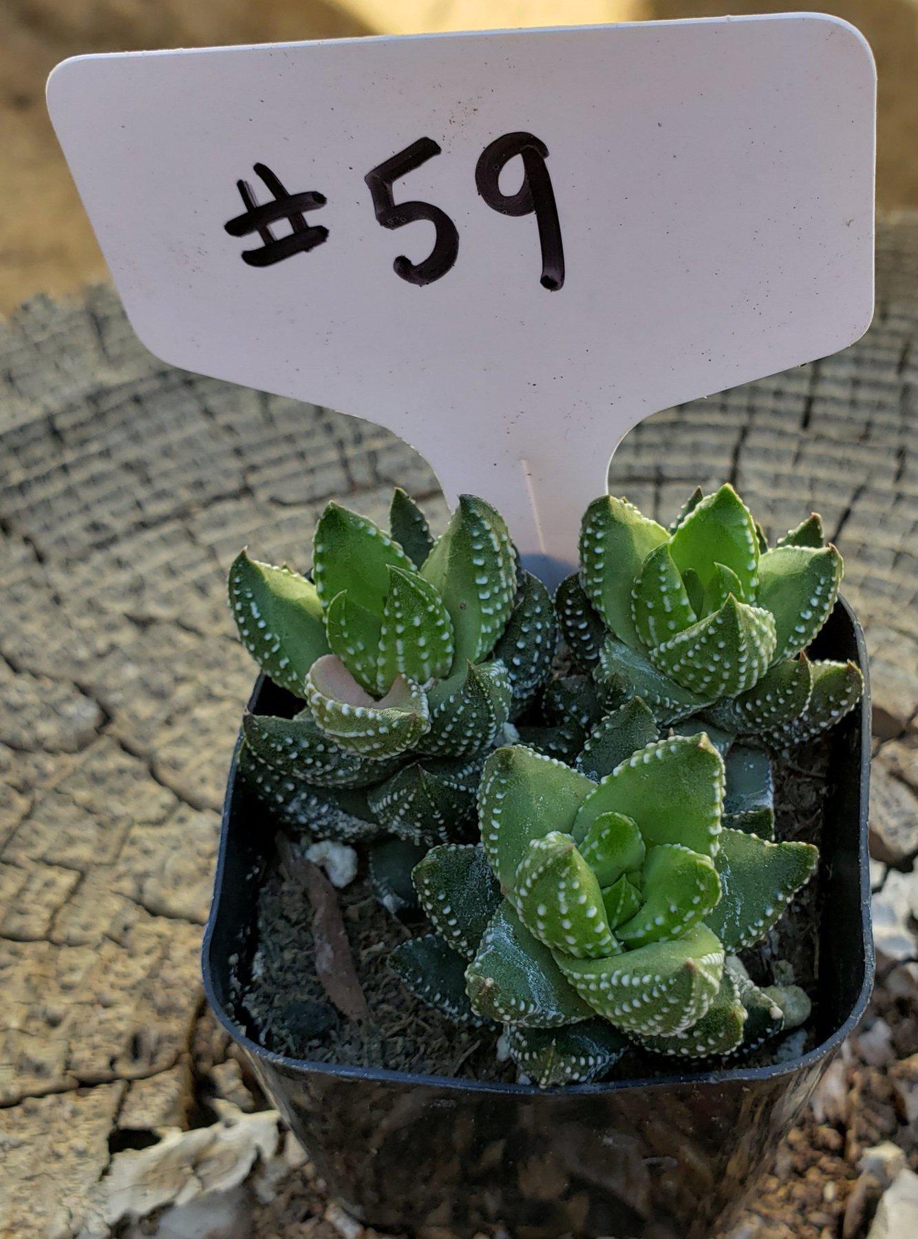 Haworthia Coarctata Succulent Plant - Rare Live Succulent for Home, Office, or Garden Decor - Perfect for Indoor Plant Lovers and Succulent Collections