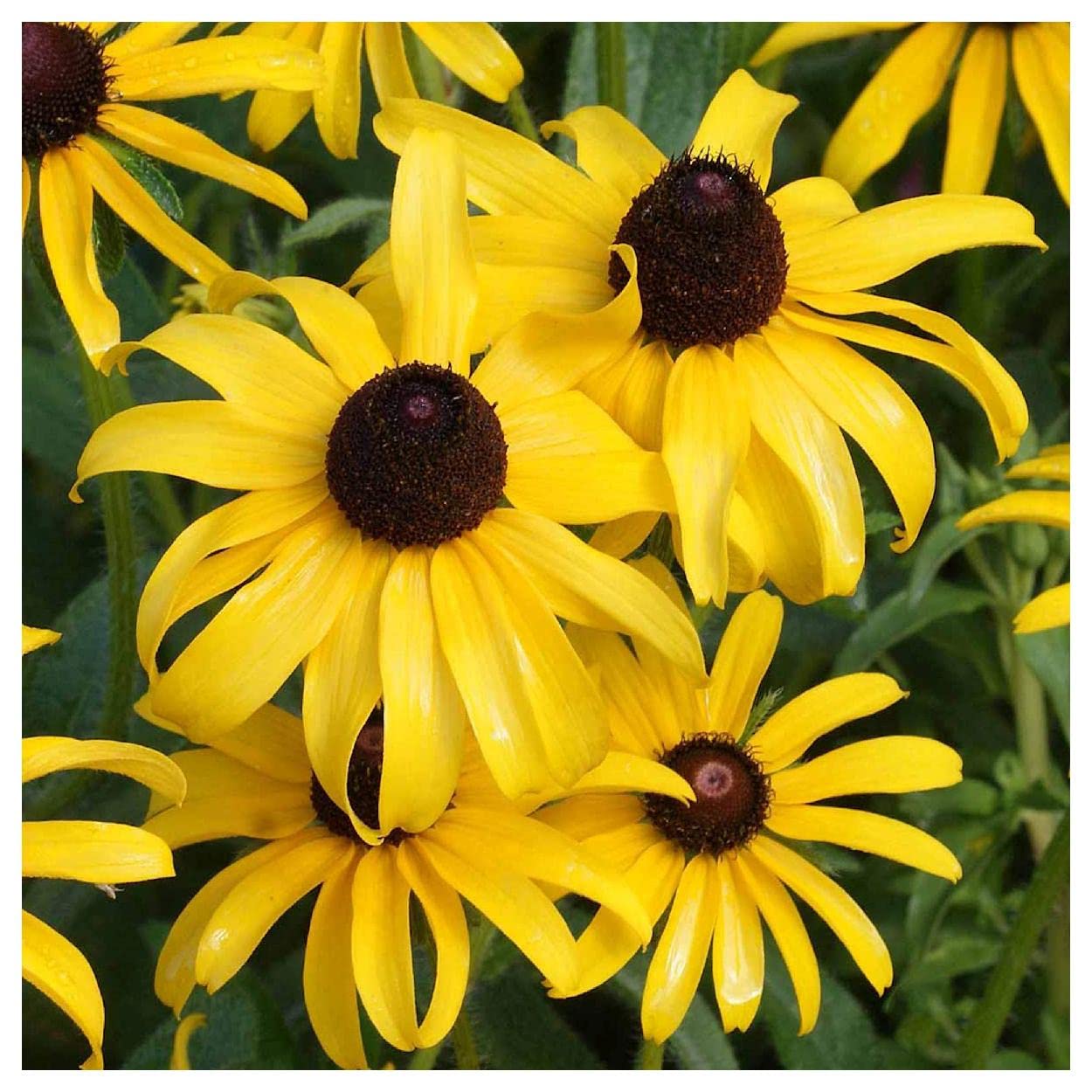 Everwilde Farms - 1/4 Lb Black-Eyed Susan Native Wildflower Seeds - Gold Vault Packaging - Non-GMO, Pollinator-Friendly Flowers for Gardens, Meadows & Landscaping