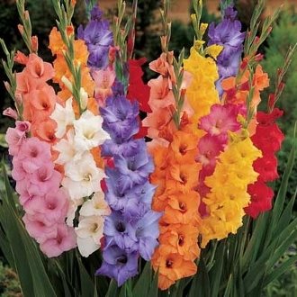 100 Fresh Giant Mixed Color Gladiolus Bulbs - Perennial Flowering Plants, Sword Lily | USA Grown & Shipped | Perfect for Garden Borders, Cut Flower Arrangements & Summer Landscaping