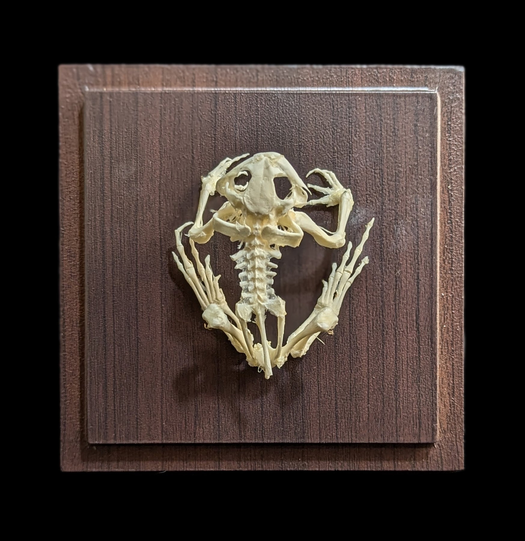Articulated Toad Skeleton - Realistic Animal Anatomy Model for Science Education & Halloween Decor | Perfect for Biology Classrooms, Halloween Props & Gothic Home Decor