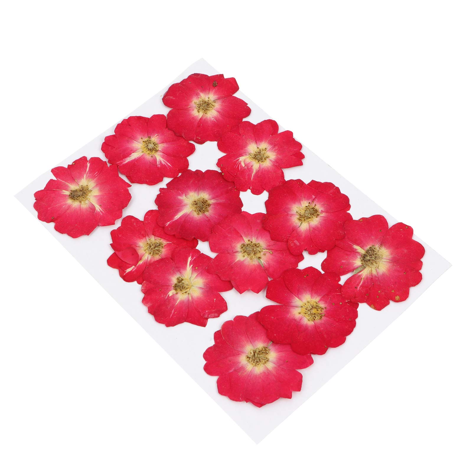 Pressed Real Dried Red Rose Petals - 12Pcs Floral Specimens for DIY Crafts, Scrapbooking, Wedding Invitations & Greeting Cards - Perfect for Home Decor, Gift Making & Botanical Art Projects