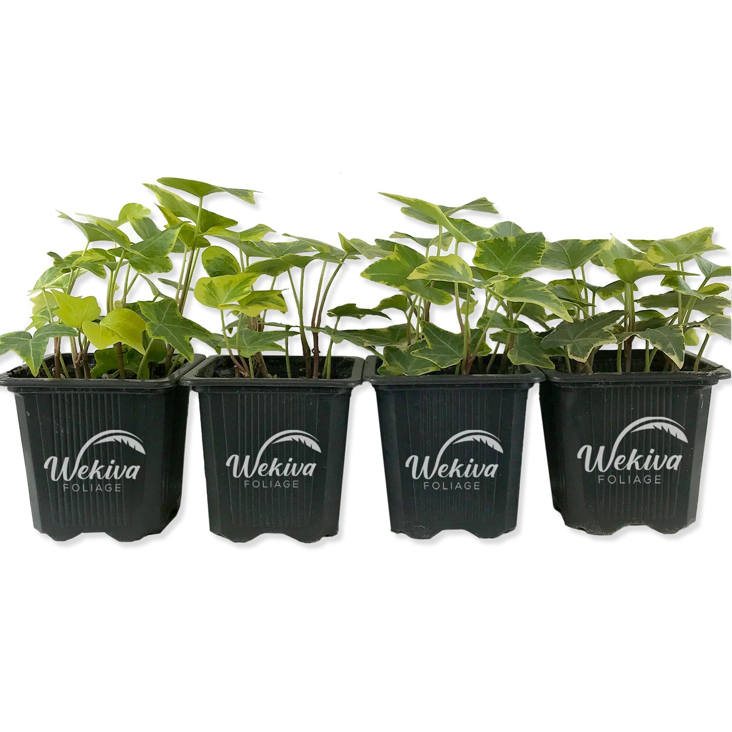 Golden English Ivy - 4 Live Plants in 3 Inch Pots - Hedera Helix - Easy Care Indoor Air Purifying Houseplant Vine for Home, Office & Garden Decor - Perfect for Hanging Baskets, Shelves & Wall Coverings