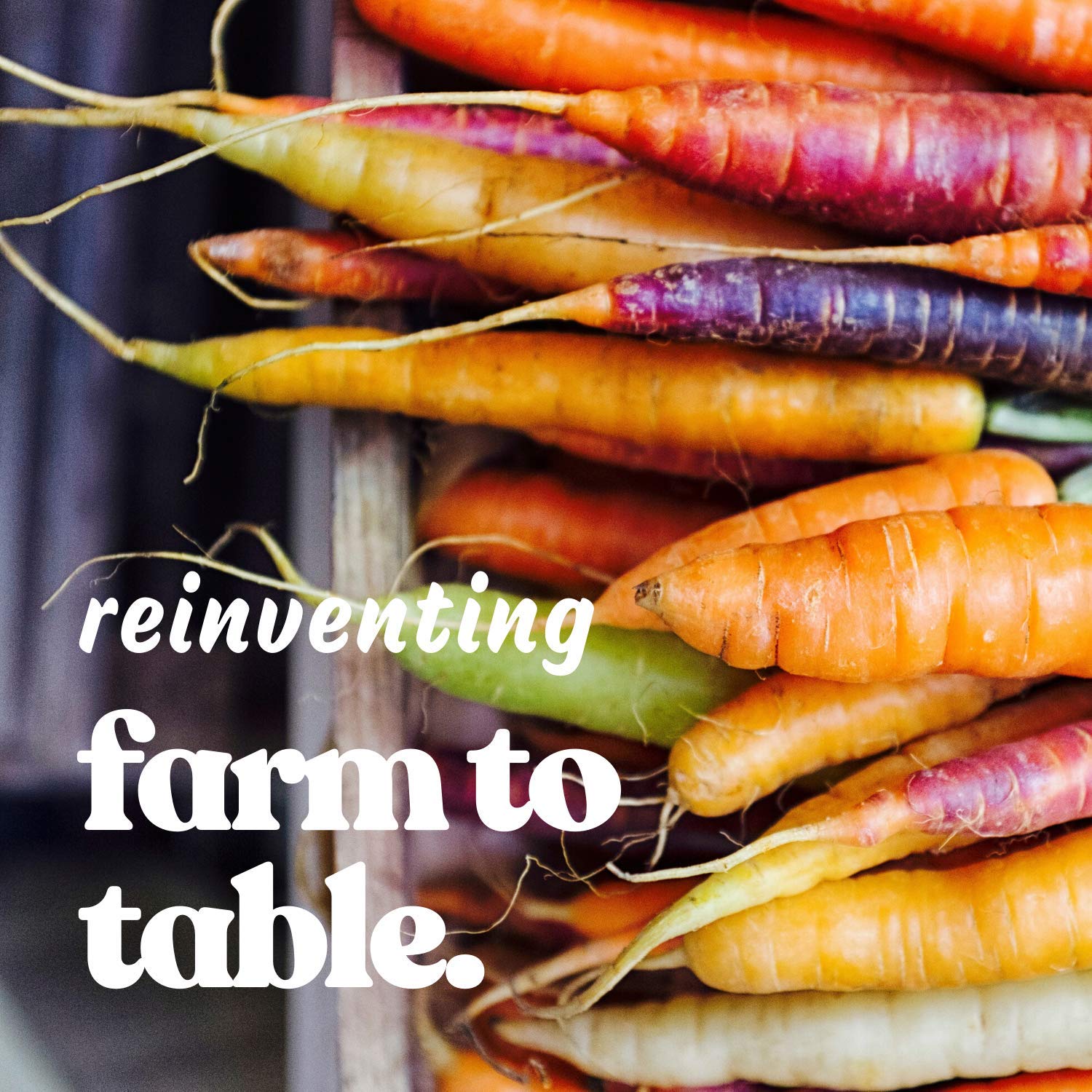 Purple Carrot Garden Seeds - 1g Pack ~600 Seeds - Heirloom Non-GMO Vegetable Seeds for Home Gardening, Microgreens & Organic Farming - Perfect for Raised Beds, Containers & Indoor Hydroponic Systems