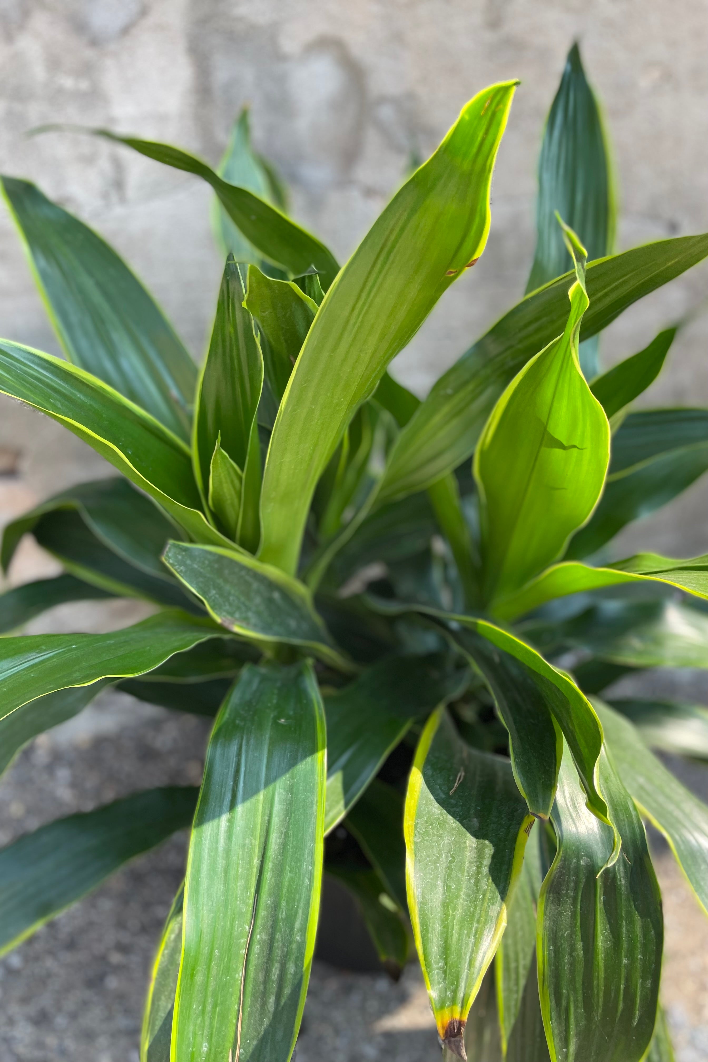 Dracaena 'Art' Plant - 10 Inch Potted Indoor Houseplant for Home & Office Decor - Perfect for Living Room, Bedroom, or Workspace Greenery