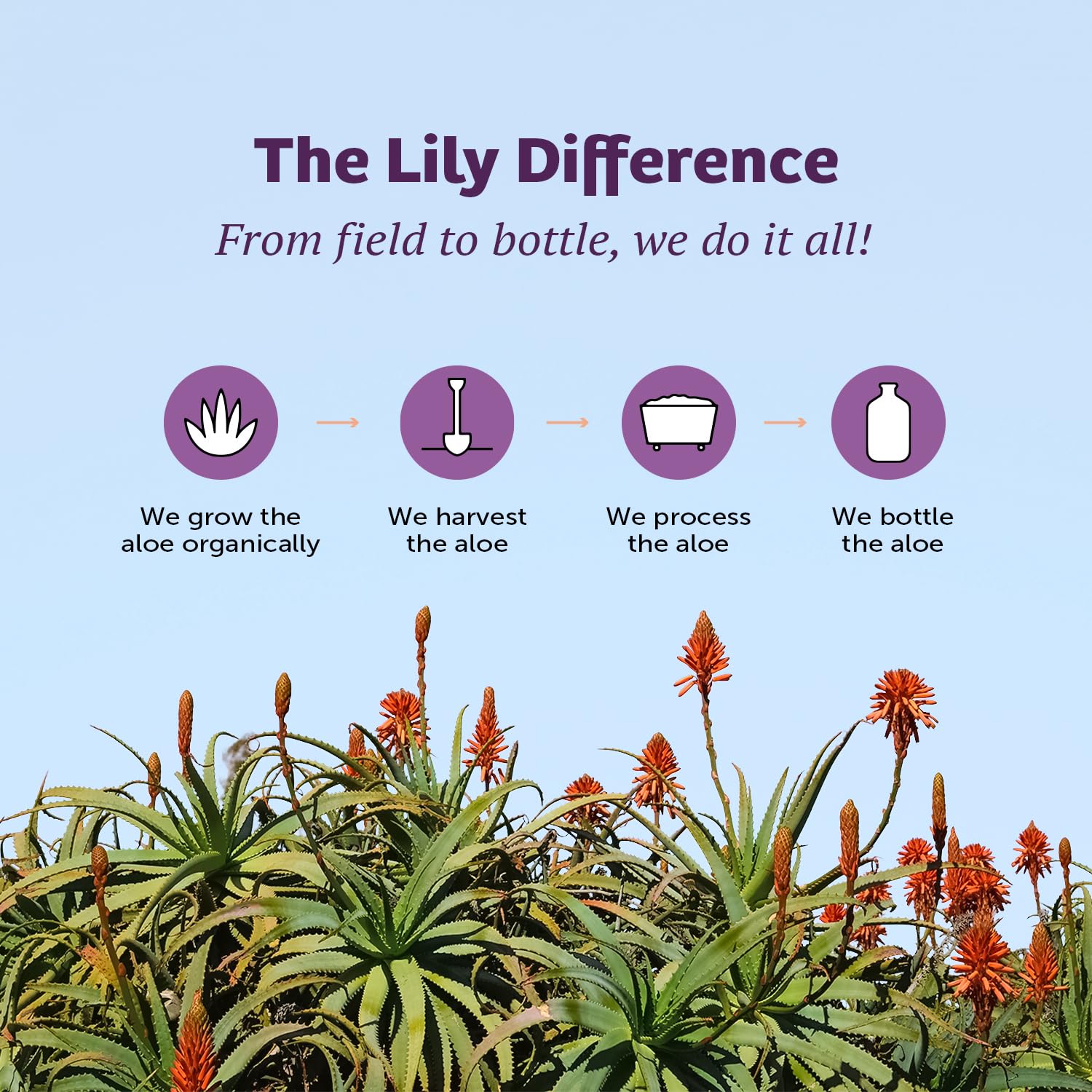 Lily of the Desert Whole Leaf Filtered Aloe Vera Juice Drink - 128 Fl Oz, Non-GMO, Rich in Natural Vitamins & Digestive Enzymes for Gut Health, Stomach Relief & Glowing Skin | Perfect for Daily Wellness, Detox & Hydration