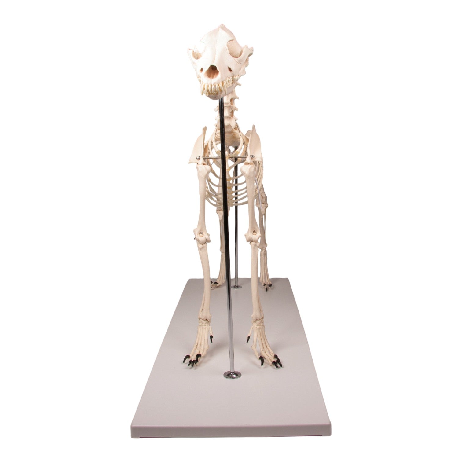 Realistic Replica Dog Skeleton Olaf - Halloween Pet Costume & Home Decor for Spooky Parties, Themed Events, and Veterinary Education