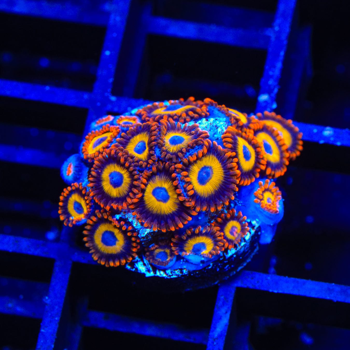 Premium Fruit Loops Zoanthids Coral for Saltwater Aquariums - Vibrant Coral for Reef Tanks & Marine Aquascaping