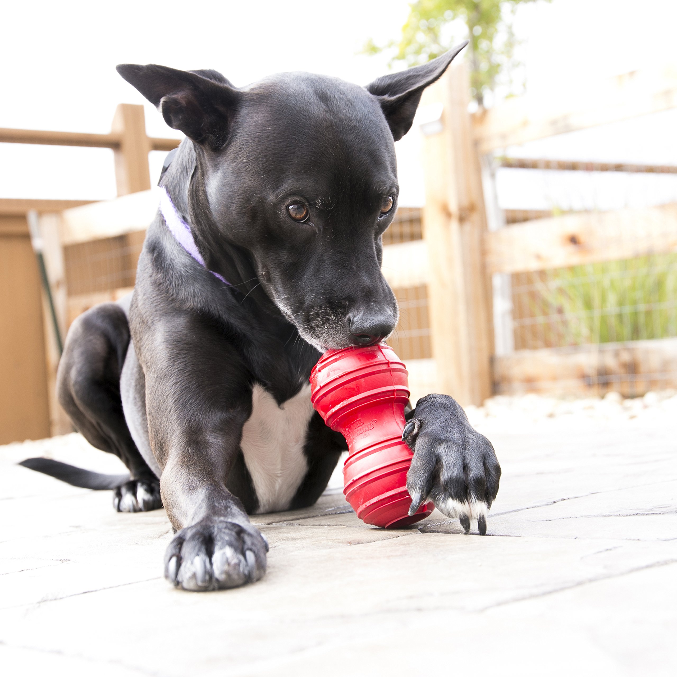 Durable KONG Dental Dog Chew Toy for Large Dogs - Natural Rubber Chew Toy for Dog Dental Care & Teeth Cleaning - Stuffable Interactive Dog Toy for Chewing & Instinct Satisfaction - Perfect for Playtime, Training & Anxiety Relief