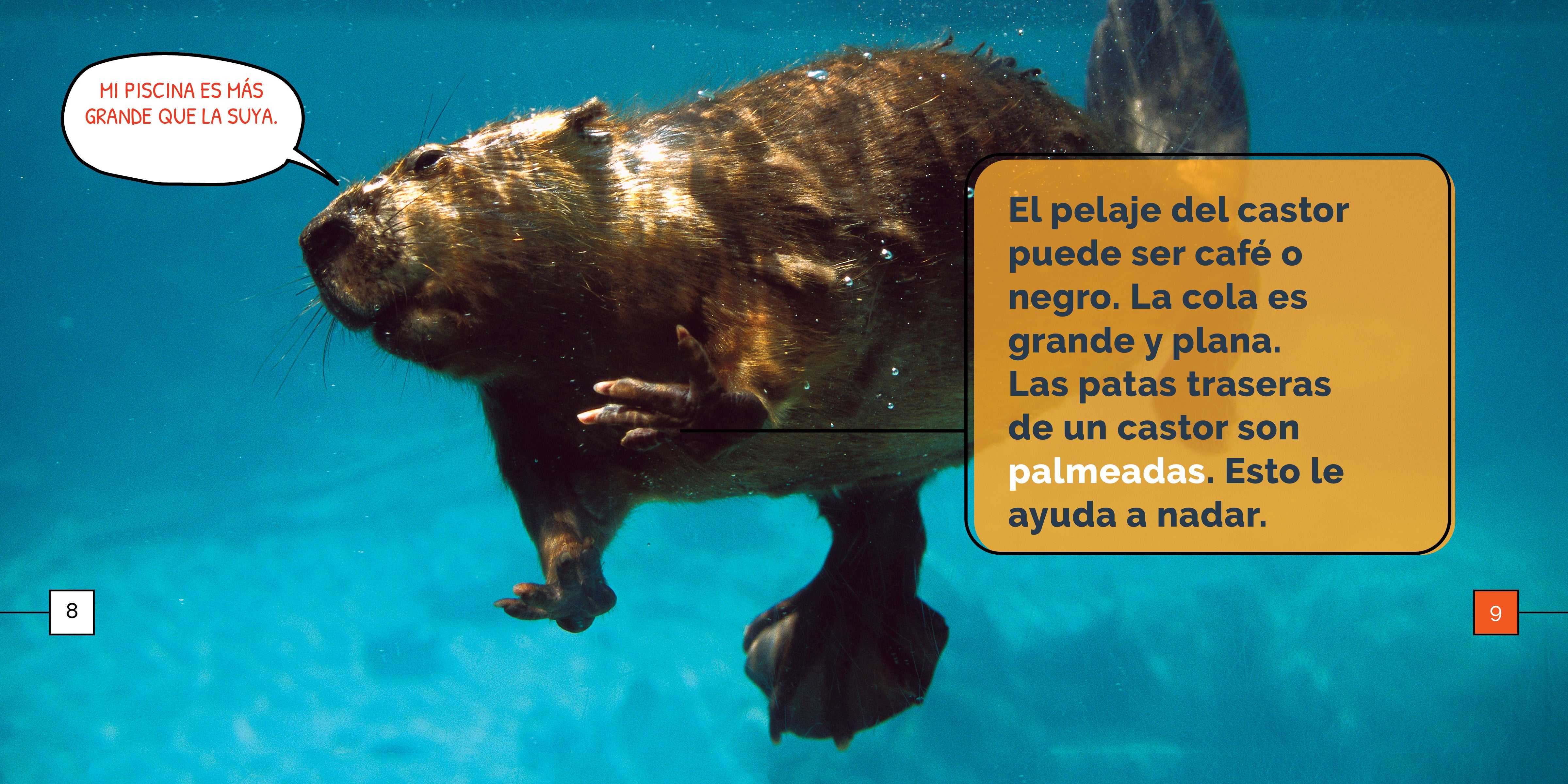 Los Castores Maravillas - Premium Quality Beavers Plush Toy for Kids & Collectors | Perfect for Gifts, Nursery Decor & Animal Lovers