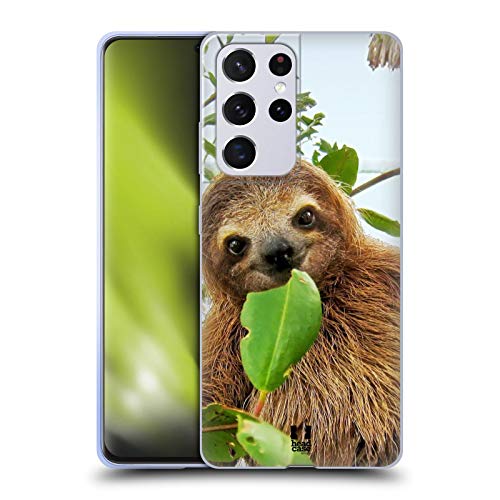 Three Toed Sloth