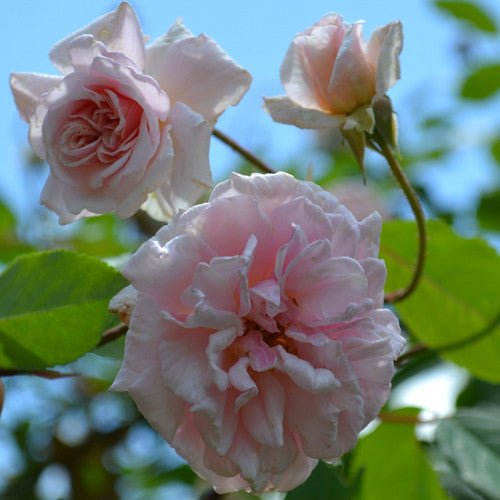 Climbing Cecile Brunner Rose (Rosa x chinensis) - Fragrant Pink Climbing Rose for Garden Trellis, Fences & Outdoor Landscaping