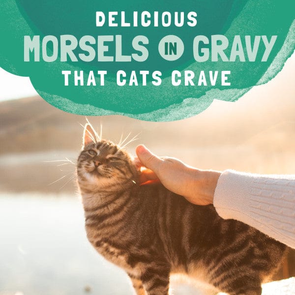 Natural Balance Platefulls Chicken & Salmon Recipe Morsels in Gravy Food Pouch - Grain-Free Wet Dog Food for Small & Medium Breeds - Perfect for Training, Travel & Mealtime Rewards