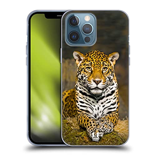 Adult Female Jaguar