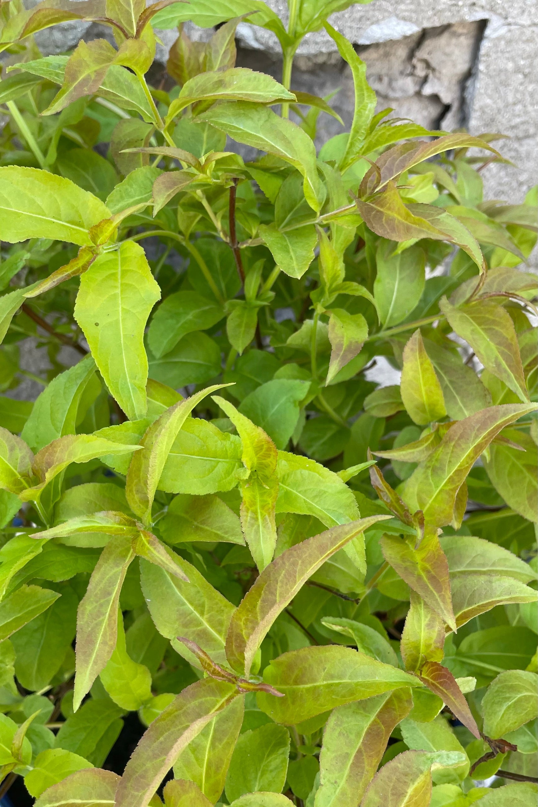 Diervilla 'Firefly' #2 Container - Hardy Native Shrub with Vibrant Yellow Flowers for Landscaping, Erosion Control & Pollinator Gardens