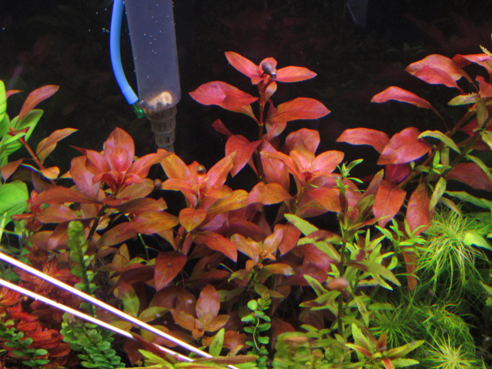 TCulture Ludwigia Repens Rubin (TC Cup) - Live Aquatic Plant for Freshwater Aquariums, Fish Tanks & Aquascaping - Perfect for Beginners & Planted Tank Enthusiasts