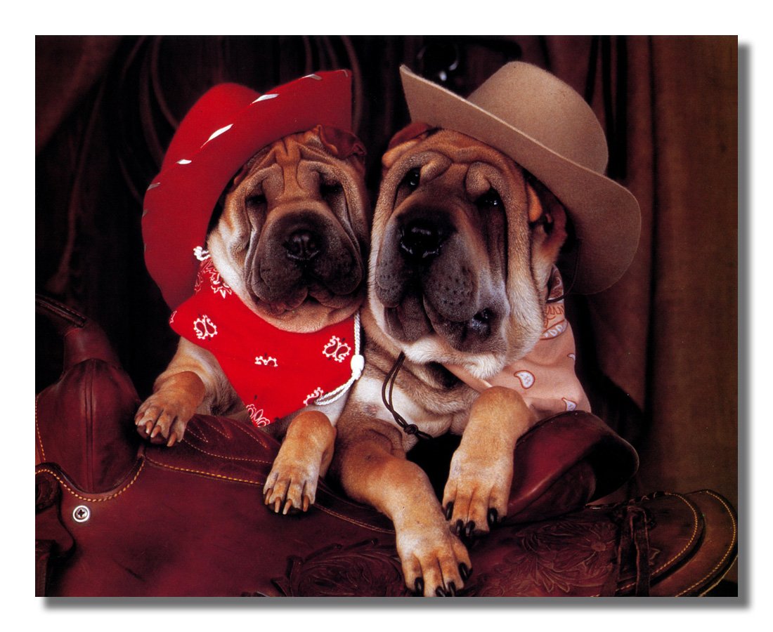 Shar Pei Puppy Dog in Cowboy Hat & Saddle Framed Wall Art Print - Western Home Decor for Living Room, Bedroom & Office