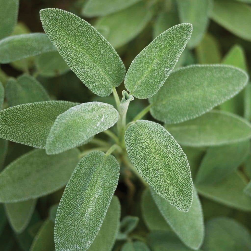 Organic Broad Leaved Sage Seeds for Planting - Non-GMO Heirloom Herb Garden Seeds - Perfect for Cooking, Tea, and Aromatherapy