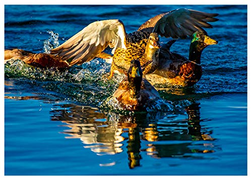 Duck Race Birthday Card - Funny & Unique Greeting Card with 'Happy Birthday' Inside - Perfect for Kids, Adults & Birthday Party Favors