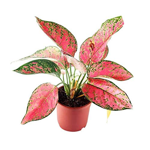 Aglaonema Dark Pink Chinese Evergreen Live Plant - Low Light Indoor Houseplant for Home & Office Decor