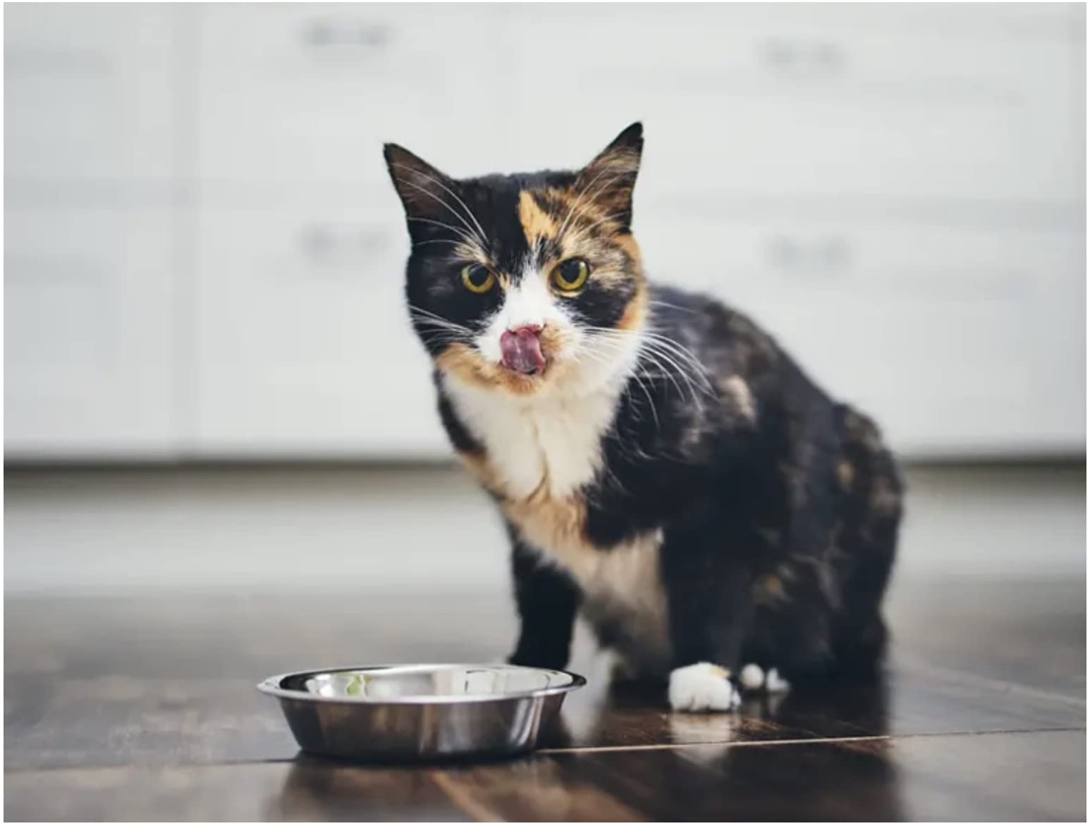 Premium Cat Treats Bundle - Marv & Milo's Bonito Fish Flakes & YLM Catnip Mouse with Assorted Protein Varieties (Tongol Tuna, Salmon, Oceanfish, Chicken Beef, Skipjack Tuna Sole, Tuna Scallop) - 6 Pack 1.1oz Trays - Perfect for Training, Rewarding & Bonding with Your Feline Friend